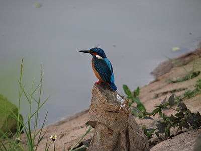 bird on rock near green grass thumbnail