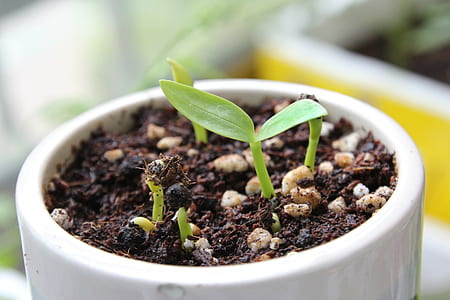 selective focus photography of green leaf plant in white vase thumbnail