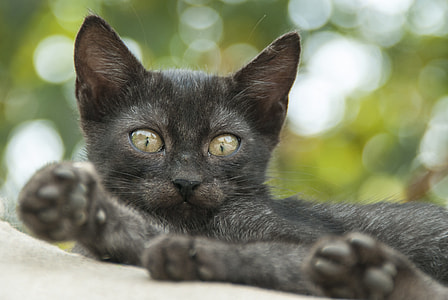 black cat outdoor thumbnail