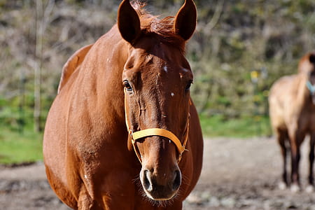 closeup photo of brown horse thumbnail