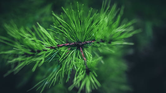 green leaves in shallow focus shot thumbnail