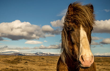 close up photography of brown horse in desert thumbnail
