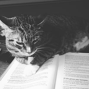 black-and-white, animal, pet, cute thumbnail