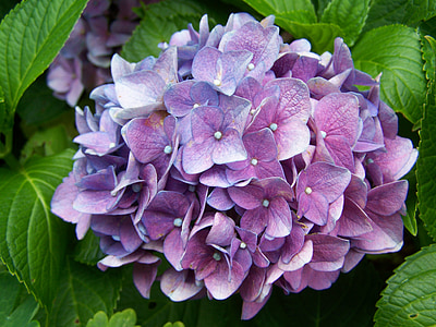 photo of purple cluster petal flowers during daytime thumbnail