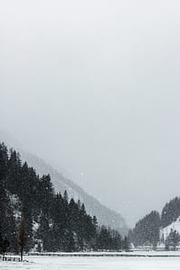 tall trees under foggy weather thumbnail