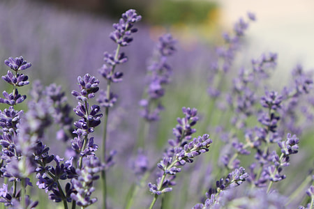 purple lavender flowers selective-focus photography thumbnail