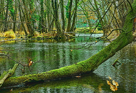 green tree branch on body of water thumbnail