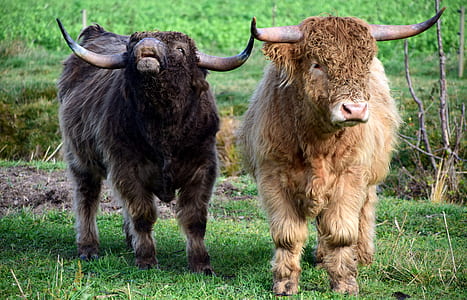 two brown and black cattles thumbnail
