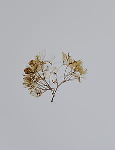 photo of brown dried leaves thumbnail