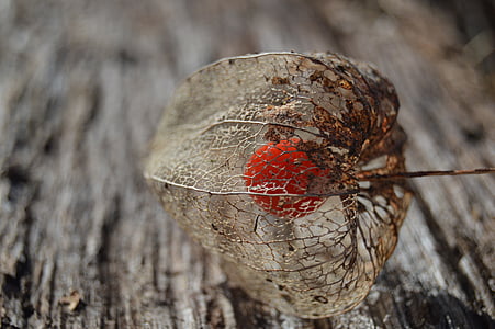 closeup photo of dried leaf thumbnail