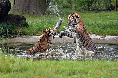 two tigers on body of water thumbnail