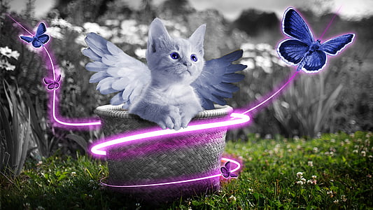 grey kitten with wings on basket thumbnail
