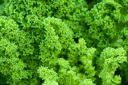 green grases thumbnail