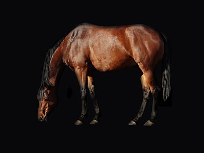 brown horse thumbnail