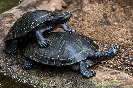 two turtles on brown concrete surface thumbnail