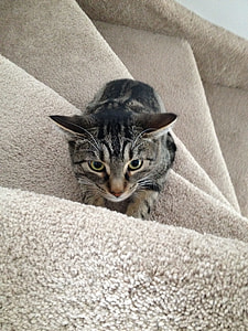 photo of brown tabby kitten on brown linen stairs rug thumbnail