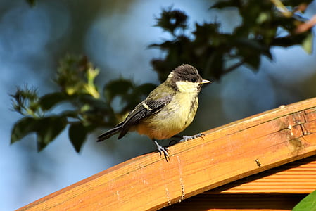 selective focus photo of green tit bird perching on brown wooden pavement thumbnail