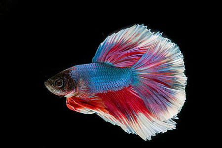 blue, red, and white fighting fish thumbnail