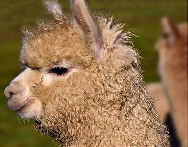 closeup photography of llama at daytime thumbnail
