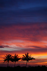 silhouette of palm trees under orange cloudy sky thumbnail