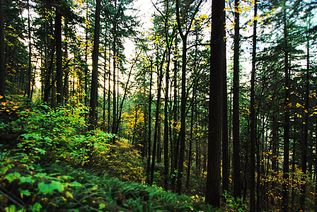 landscape photo of forest thumbnail