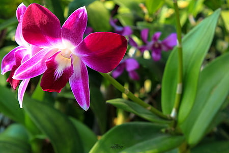 purple orchid flower thumbnail