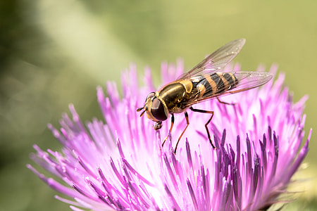 Large Campestris, Syrphus Ribesii thumbnail
