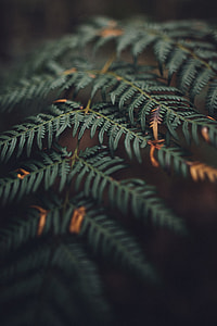Wilderness thumbnail