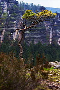 selective focus photography of green leafed tree thumbnail