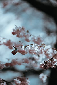 pink cluster flowers selective-focus photography thumbnail