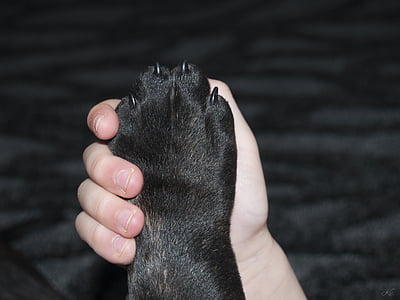 person holding animal foot thumbnail
