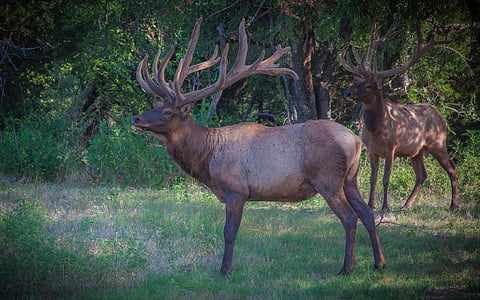 brown deer in forest during daytime thumbnail