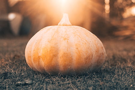 shallow focus photography of pumpkin thumbnail