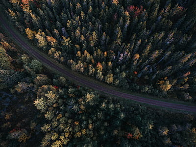 bird's eye photography of pine trees and asphalt road thumbnail