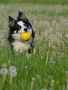 Finnish Lapphund on flower field on focus photo thumbnail