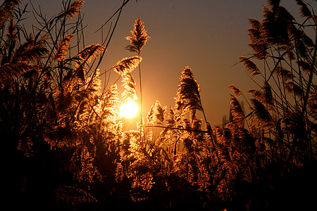 silhouette of plants during sunset thumbnail