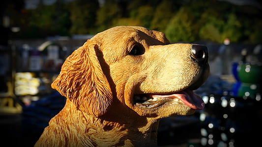 animal, dog, pet, fur thumbnail