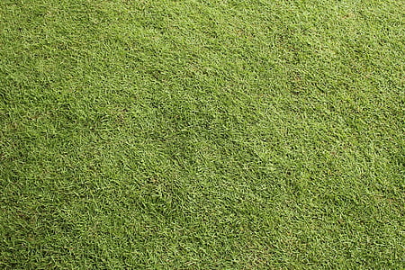 photo of green grass during daytime thumbnail