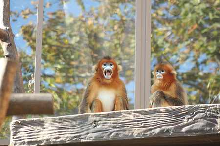 Golden Monkey, Everland Zoo thumbnail