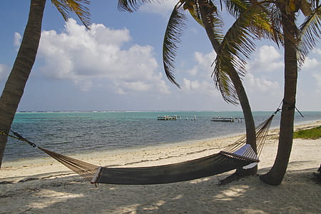 green hammock tied on coconut trees during daytime thumbnail