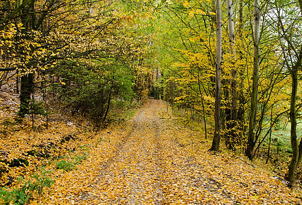 pathway covered with fallen withered leaves between inline trees thumbnail