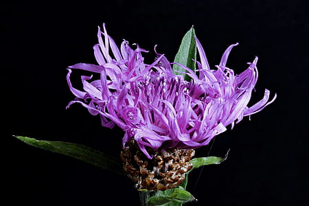 purple lesser burdock flower thumbnail