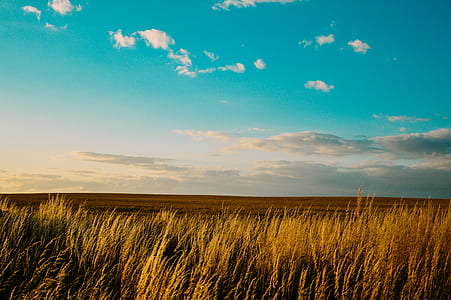 grass field under blue sky thumbnail