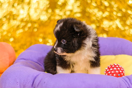 short-coated black and white puppy sitting on purple and yellow dog bed thumbnail