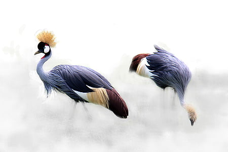 two blue and brown birds thumbnail