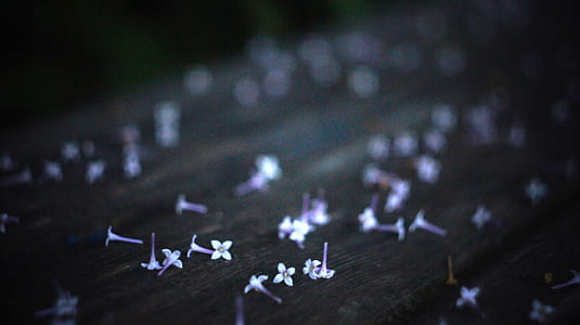 macro photography of white flowers thumbnail