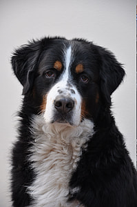 selective focus photography of adult Bernese Mountain dog thumbnail
