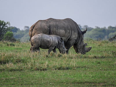 two gray rhinoceroses on grass field thumbnail