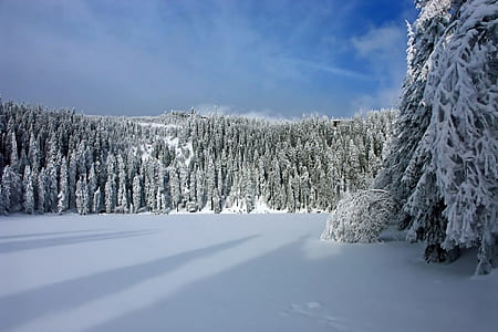 pine trees covered with snow photography thumbnail