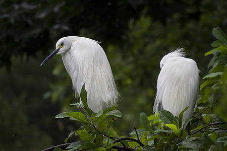 two snowy egret birds perching on tree thumbnail
